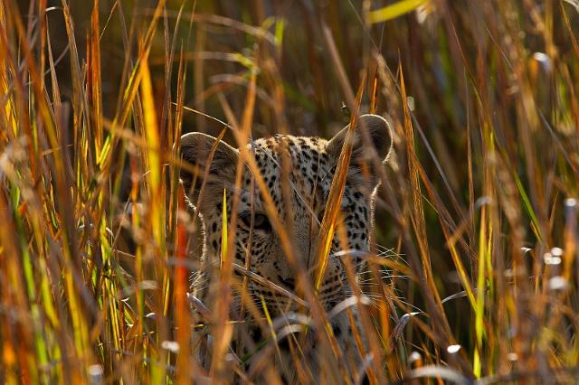 103 Okavango Delta, jong luipaard.jpg
